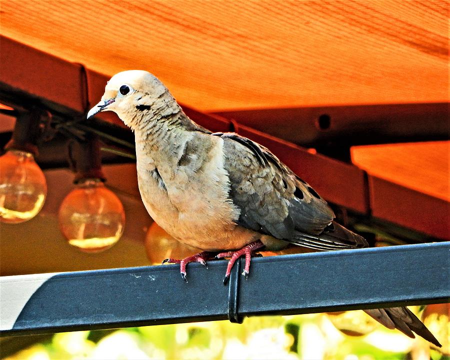 Dove On Rafter Photograph by Andrew Lawrence