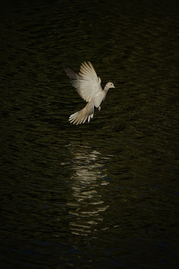 Dove over water Photograph by Ernest Echols