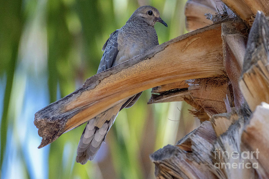 Dove Palm Nest Photograph by Daniel VanWart