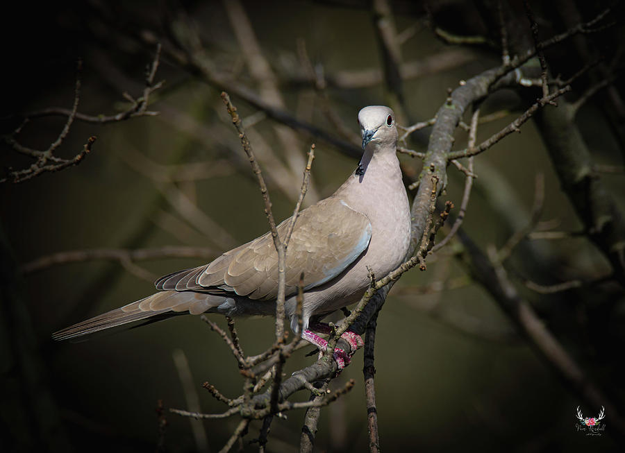 Dove Photograph by Pam Rendall