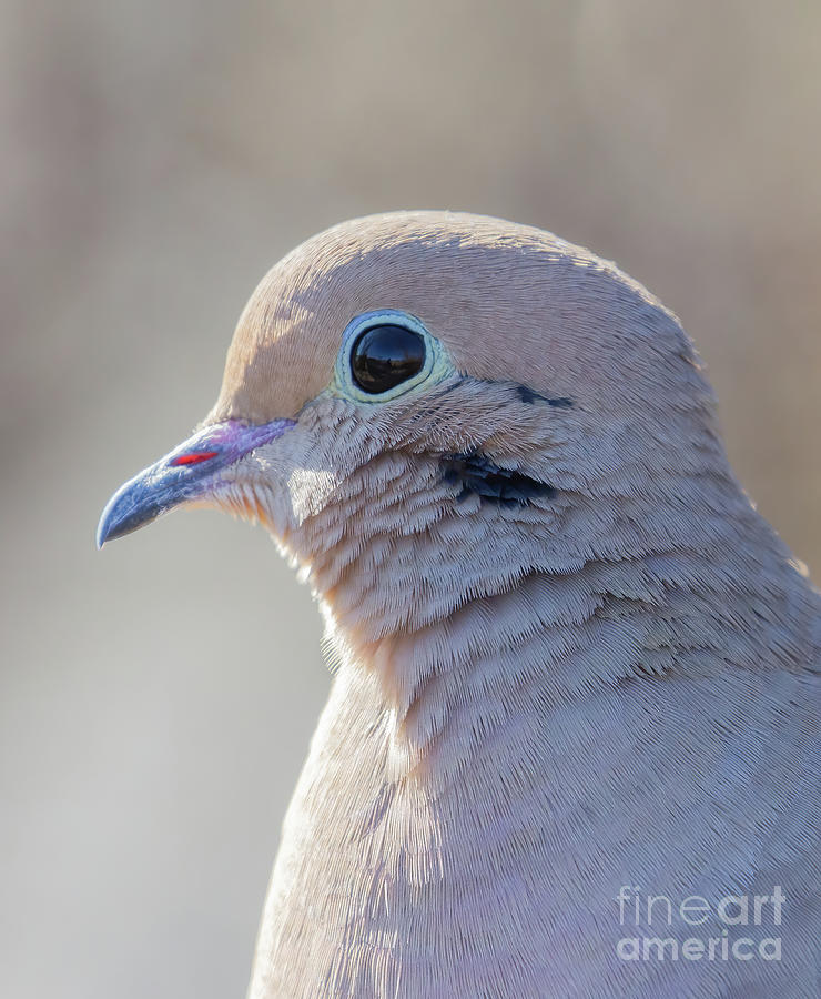Dove Portrait Photograph by Chris Scroggins