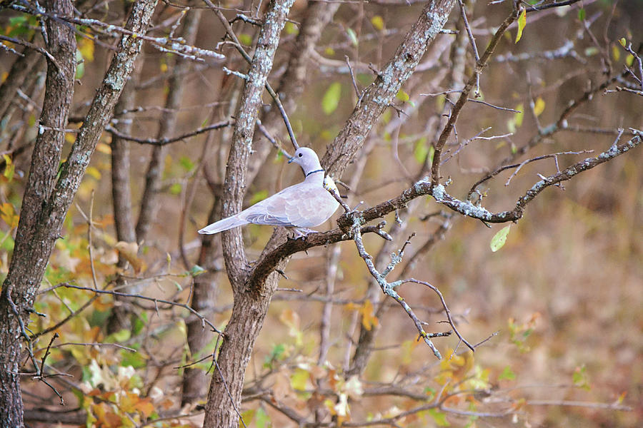 Dove Pose in Fall Trees Photograph by Gaby Ethington - Fine Art America