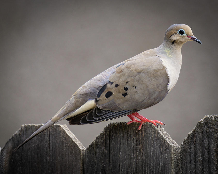 Dove Profile  Photograph by Brett Harvey