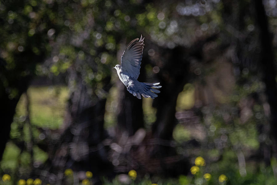Dove Photograph - Dove Takeoff  by Alec Klobuchar