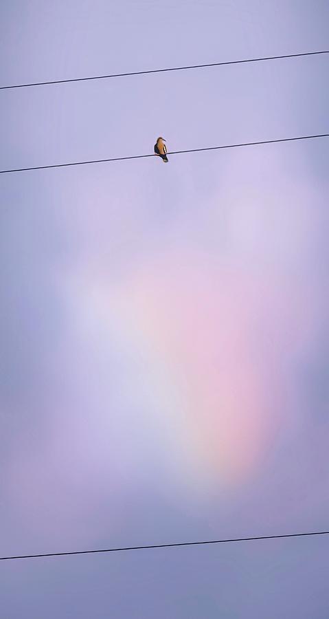 Dove with Rainbow Photograph by Judy Kennedy