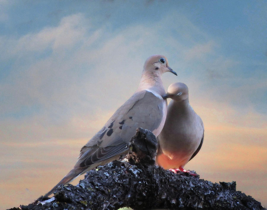 Dove Photograph - Doves In Love by David and Carol Kelly