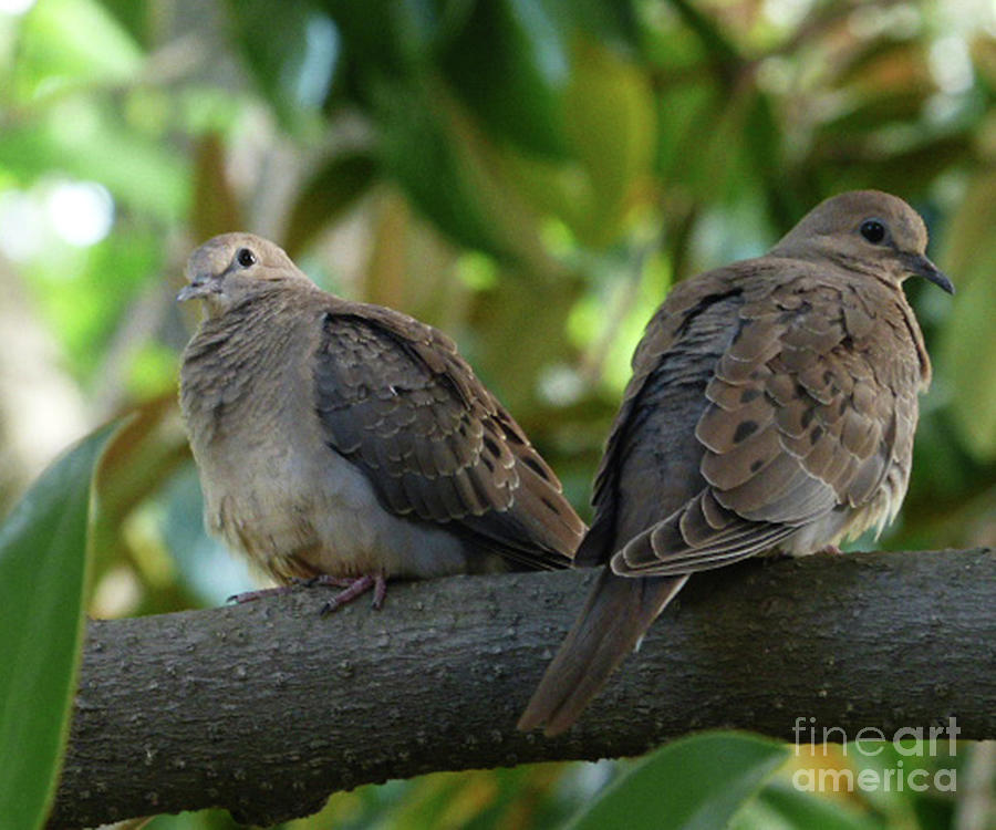 Doves on a quiet morning Photograph by Paula Joy Welter
