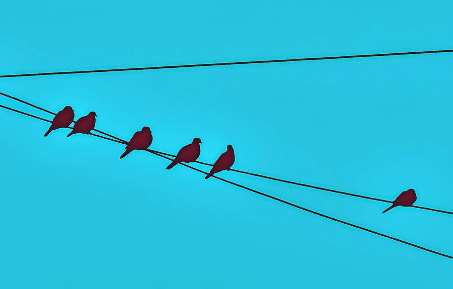 Doves on a Wire - Single Spaced Photograph by Judy Kennedy