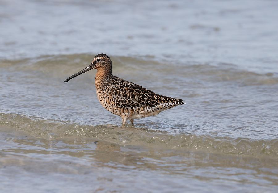 Dowitcher  Photograph by Mingming Jiang