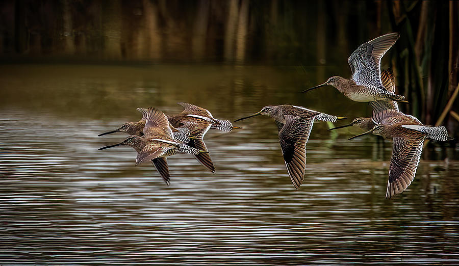 Dowitchers in flight Photograph by Jaki Miller