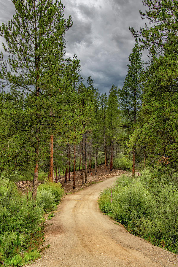 Down a Dirt Road, Colorado Woods Photograph by Marcy Wielfaert