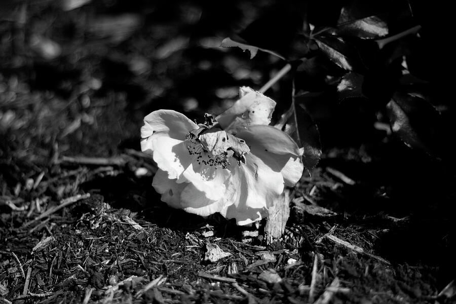 Down But Not Out - October 2024 Photograph by Joseph A Langley Down But Not Out - October 2024 Photograph by Joseph A Langley
