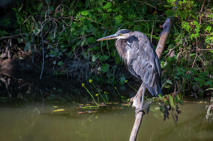 Down by the river Photograph by Stephen Sloan | Fine Art America