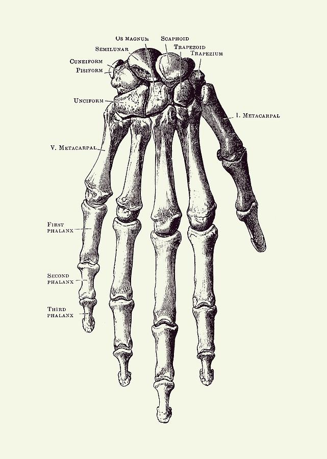 Down Facing Hand Skeletal Diagram - Anatomy Print 2 Drawing by Vintage