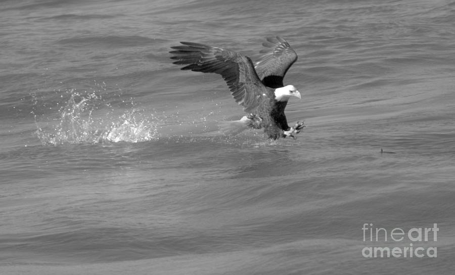 Down For The Catch Black And White Photograph by Adam Jewell