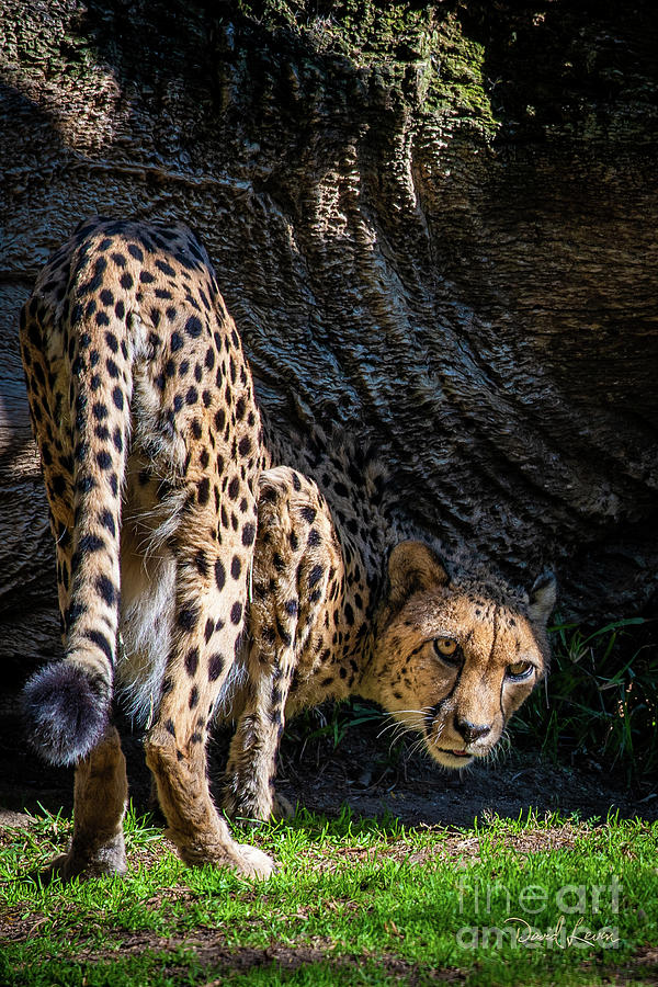 Down-low Cheetah Photograph by David Levin