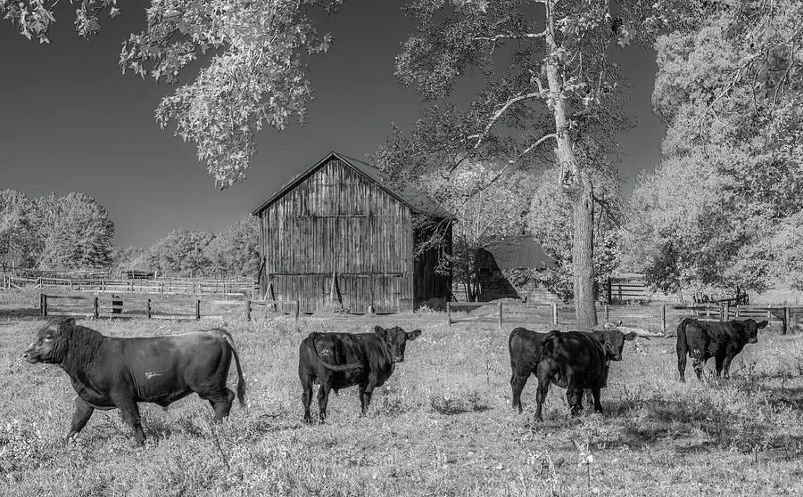 Down on the Farm in Tennessee, Infrared Photograph by Marcy Wielfaert