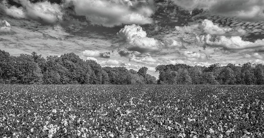 Nature Photograph - Down South in the Cotton Field by Mountain Dreams