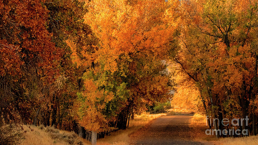 Autumn Road Photograph - Down the Avenue by Jim Garrison
