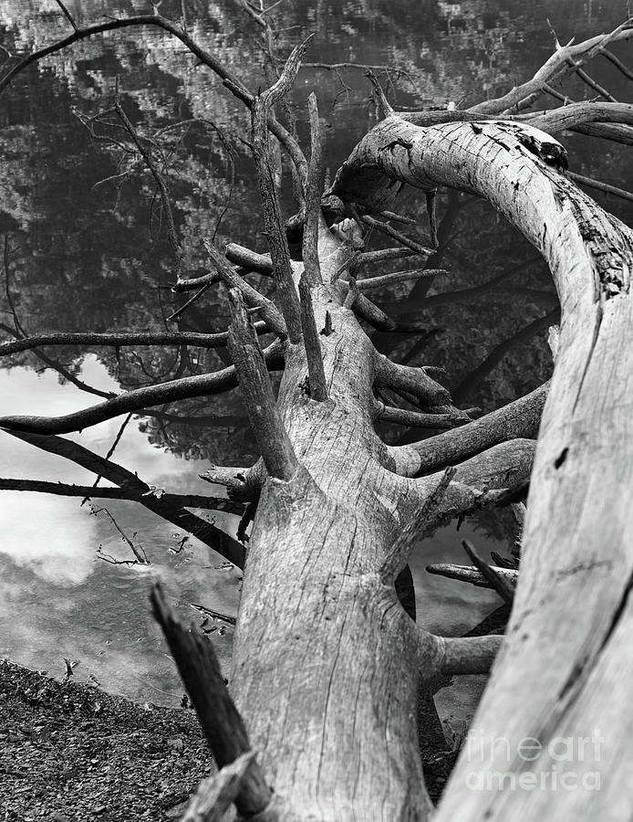 Downed Tree Photograph by Douglas Stucky