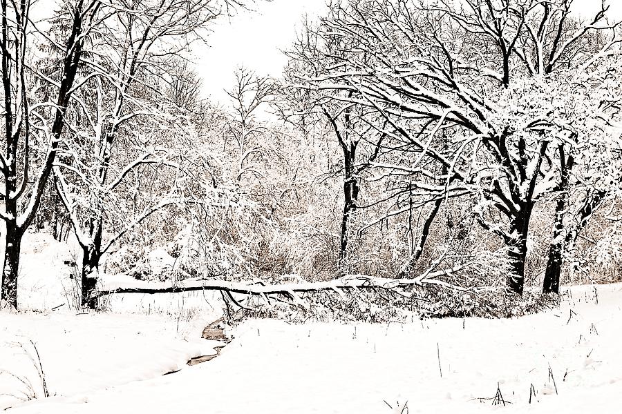 Winter Photograph - Downed Tree Over the Creek by Martha Sherman