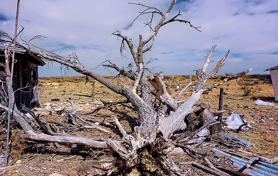 Downed trees New Mexico Plains Photograph by Cathy Anderson