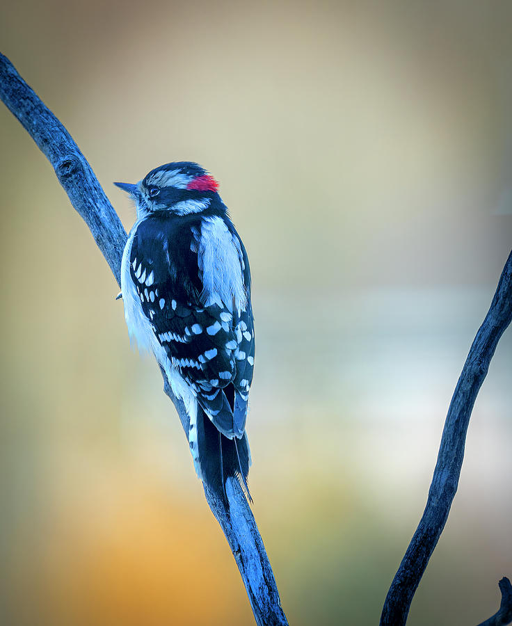 Bird Photograph - Downey Woodpecker 02 by Phil And Karen Rispin