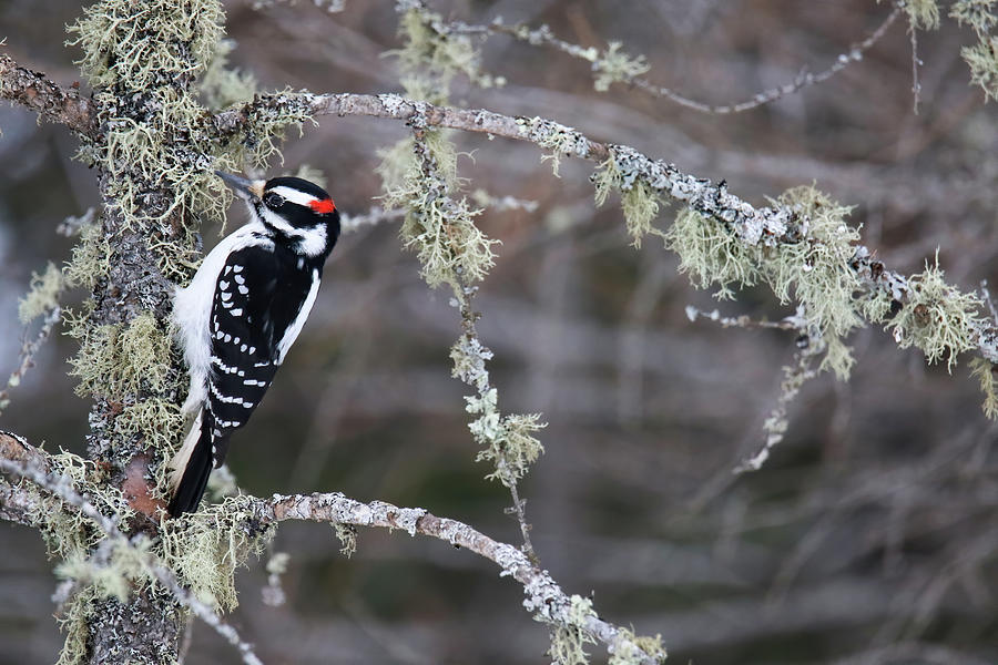 Downey Woodpecker Photograph by Brook Burling