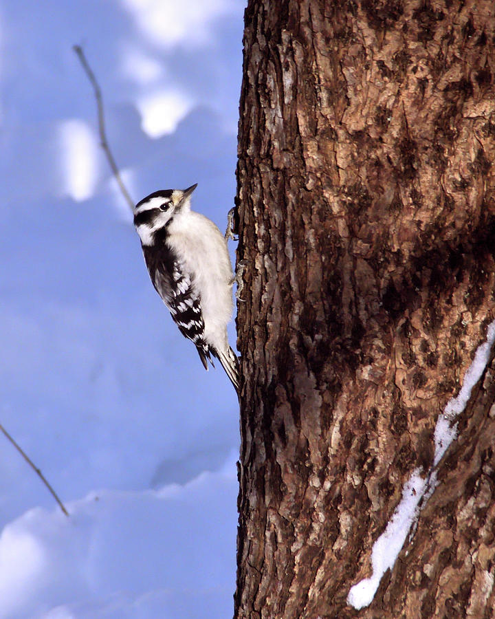 Downey Woodpecker Photograph by Flinn Hackett