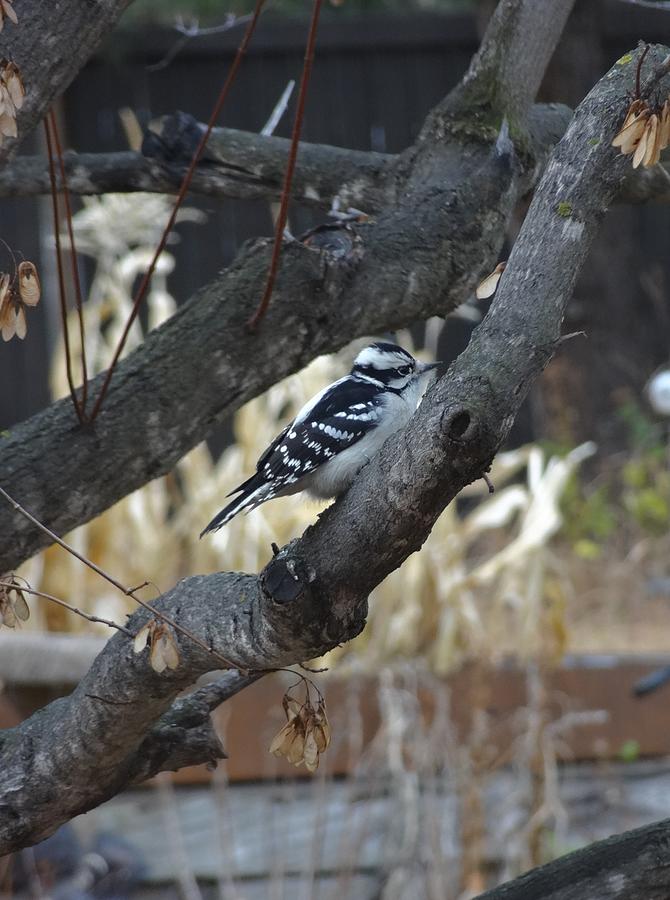 Downey woodpecker Photograph by Lisa Mutch