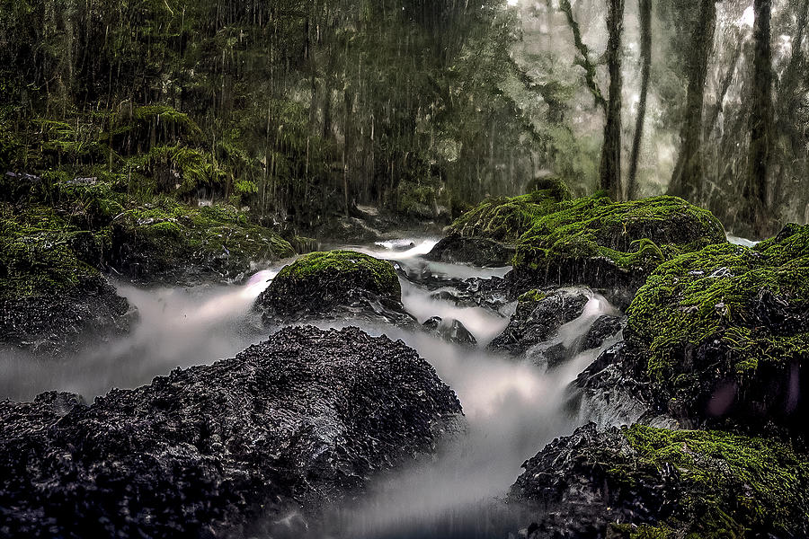 Downpour in the woods Photograph by Bill Posner