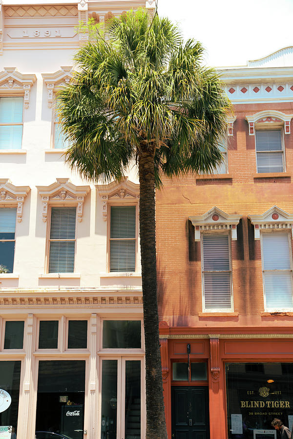 Downtown Charleston Palm Tree Photograph by Dan Sproul
