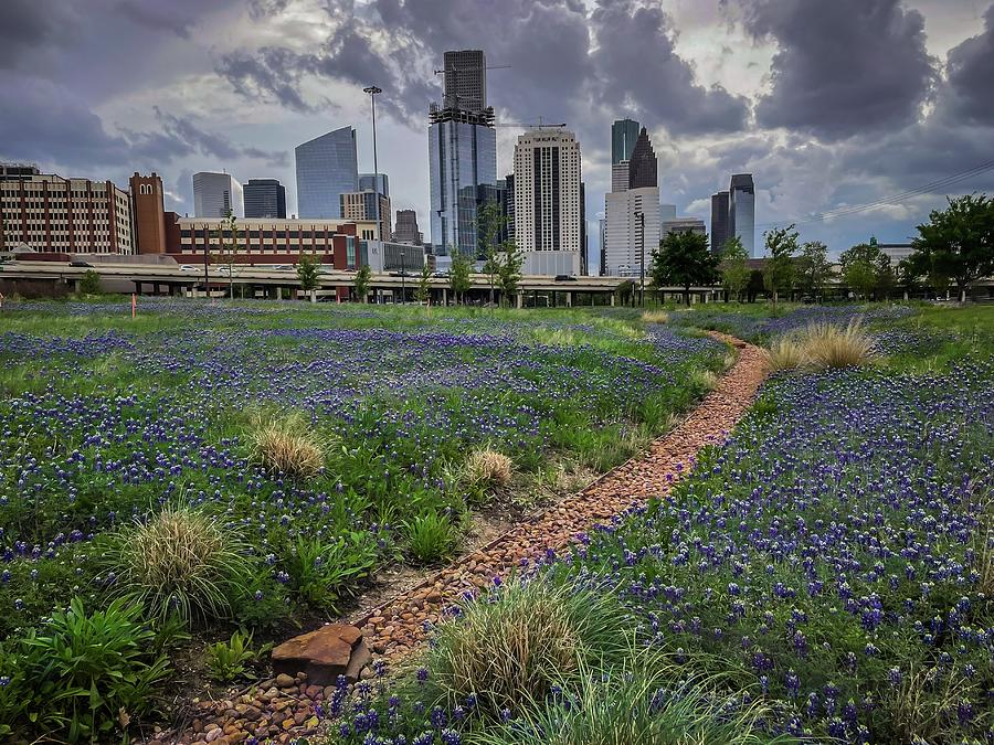 Downtown Houston Bluebonnets Photograph by Linda Unger