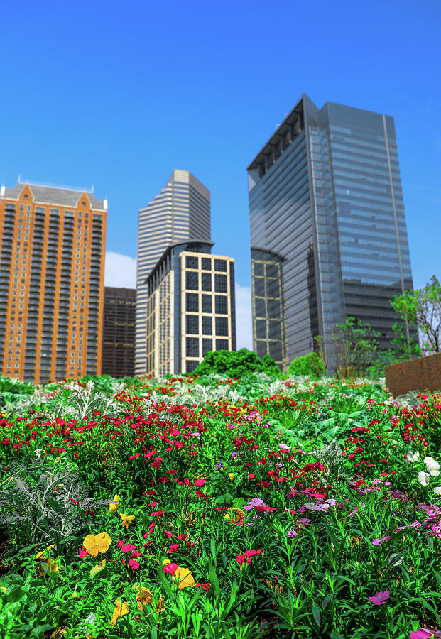 Downtown Houston Texas Flowers Photograph by Dan Sproul