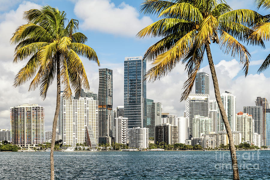Downtown Miami Florida Skyline and Palm Trees Picture Photograph by Paul Velgos