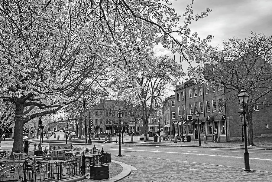 Downtown Newburyport MA Merrimack River Spring Tree Black and White Photograph by Toby McGuire