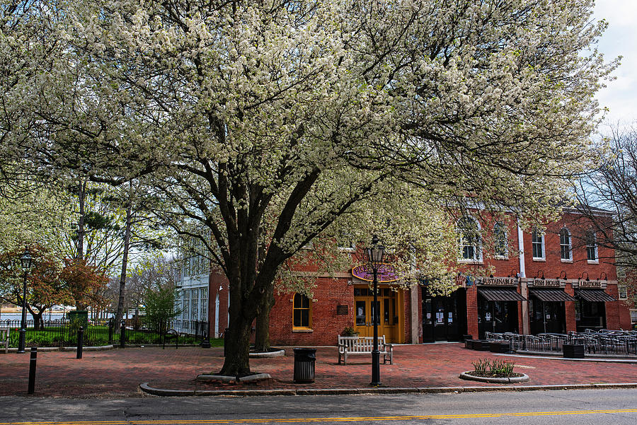 Downtown Newburyport MA Spring Tree Merrimack River Photograph by Toby McGuire