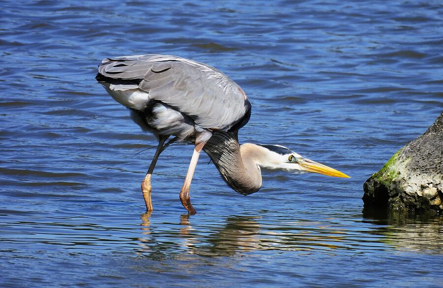 Downward Heron Photograph By Tory Wilcox - Fine Art America