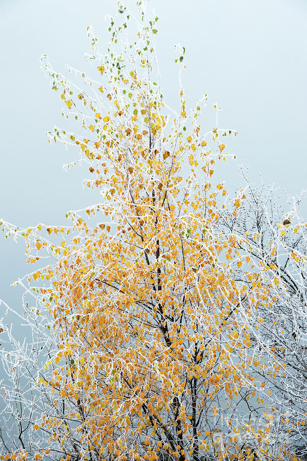 Downy Birch Tree Frost Photograph by Tim Gainey