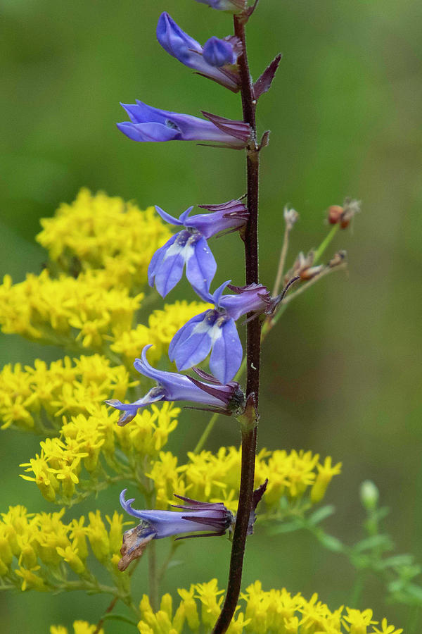 Downy Lobelia and Goldenrod Photograph by Cascade Colors