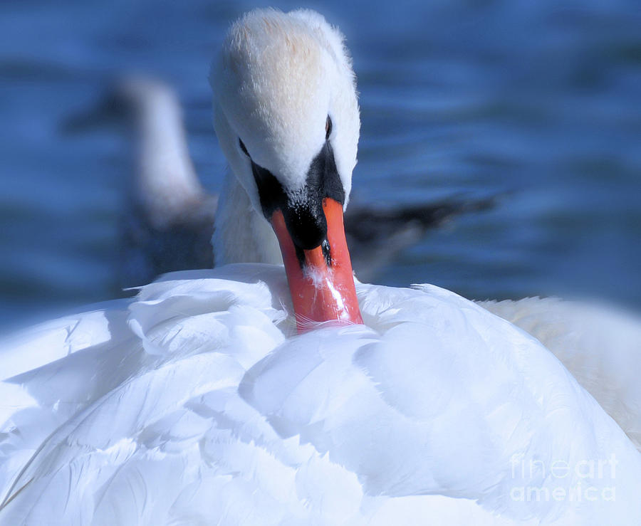 Downy Soft Swan #1 Photograph by Elaine Manley