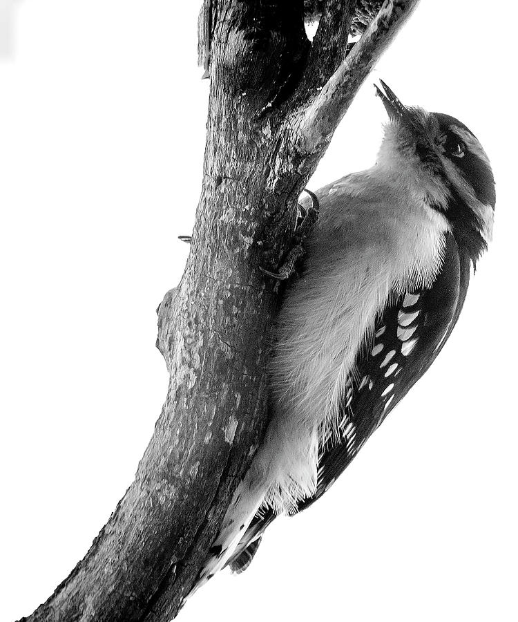 Bird Photograph - Downy Woodpecker 01 by Phil And Karen Rispin