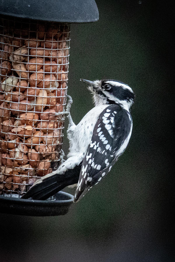 Downy Woodpecker 1 Photograph by Gerri Bigler