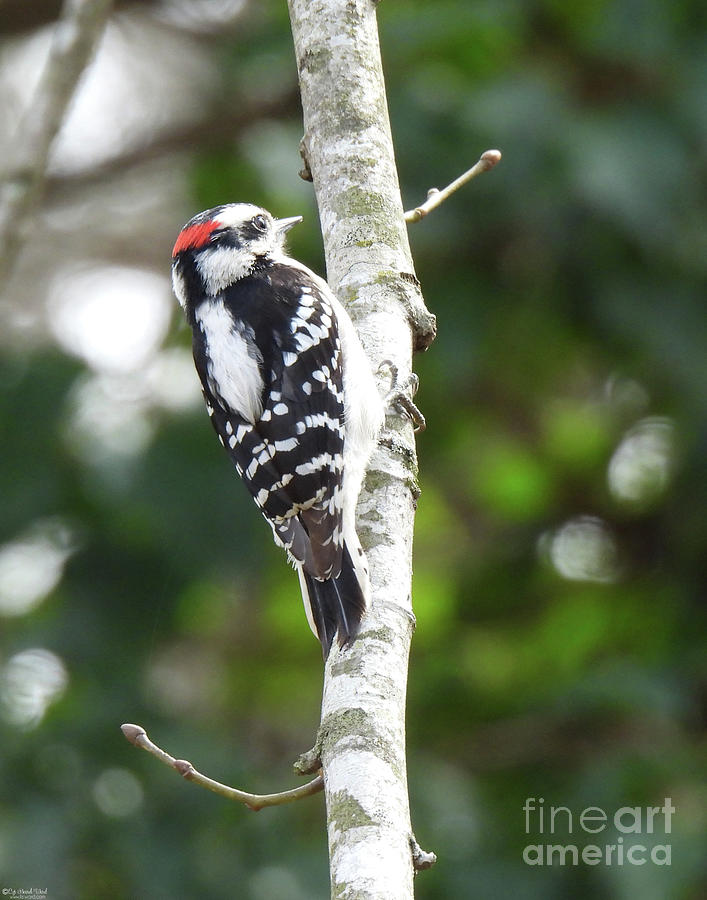 Downy Woodpecker 12 Photograph by Lizi Beard-Ward