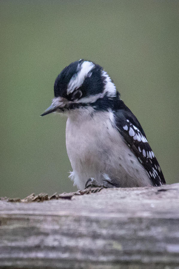 Downy Woodpecker 2 Photograph by Gerri Bigler