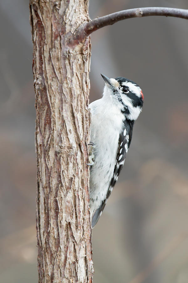 Downy Woodpecker 2023 03 Photograph By Judy Tomlinson - Pixels