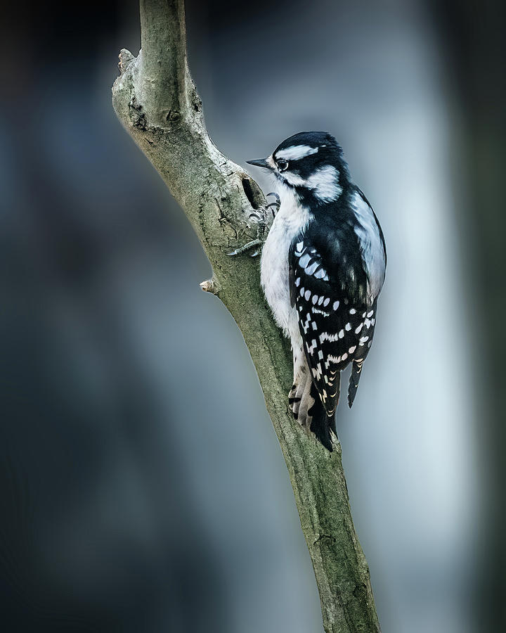 Downy Woodpecker Photograph by Alexander Image