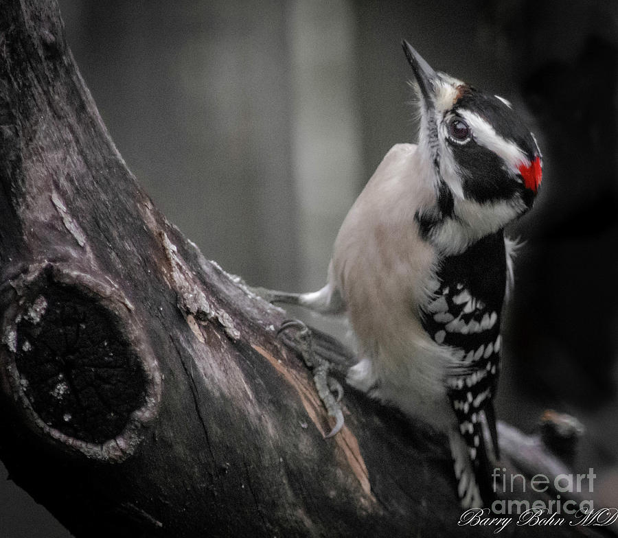 Downy woodpecker Photograph by Barry Bohn