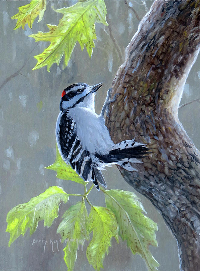 Downy Woodpecker Painting by Barry Kent MacKay