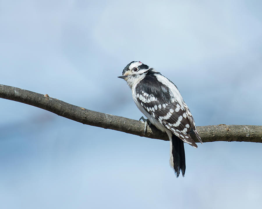 Downy Woodpecker Photograph by CR Courson